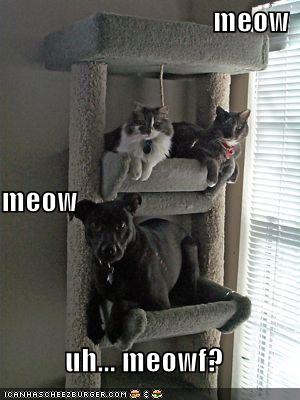 funny dogs and cats. funny-pictures-cats-house-dog-