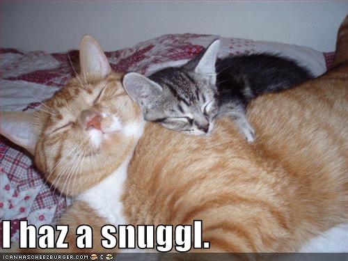 cats funny. funny-pictures-cats-snuggling