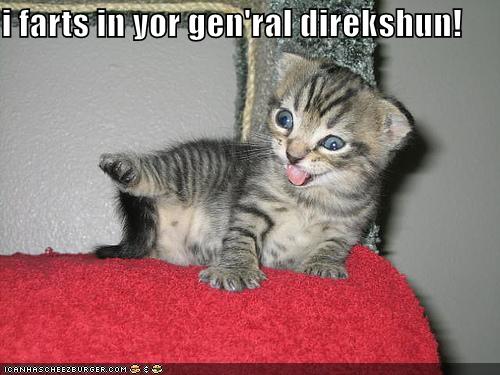 funny kitten pictures. funny-pictures-farting-kitten