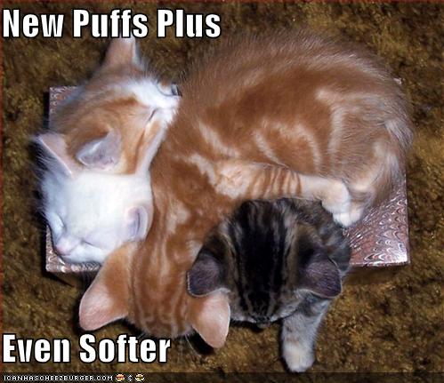 funny kittens. funny-pictures-soft-kittens-