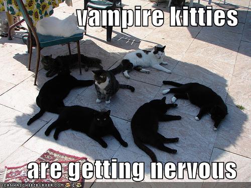 funny-pictures-vampire-cats-shade-sunlight - The FIAT Forum - Photo Gallery