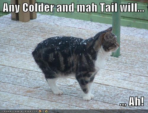 funny-pictures-no-tail-cat