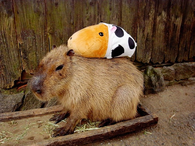 Kotaro_CapybaraKapibarasan