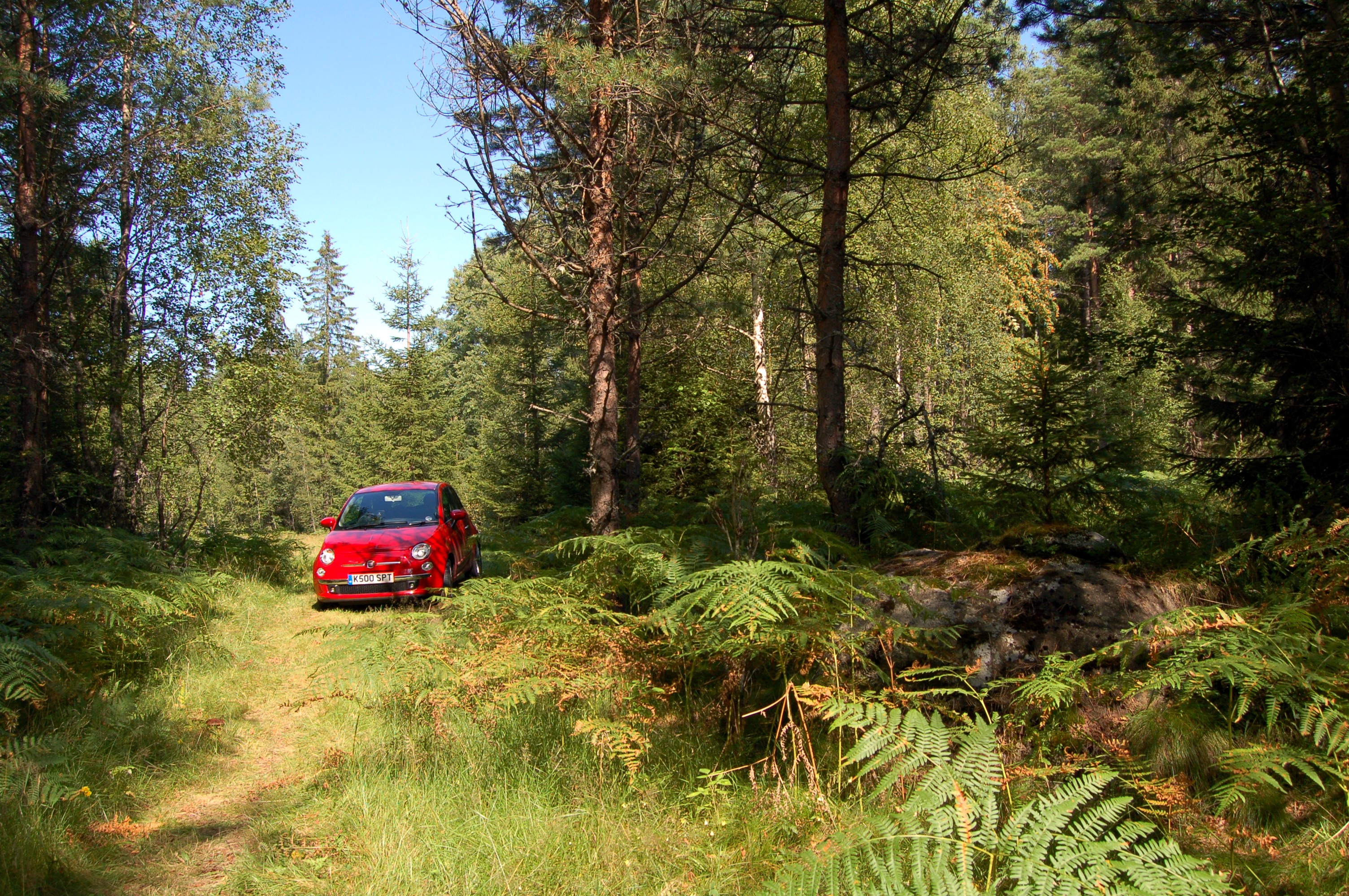 Red Sport, Green Forest