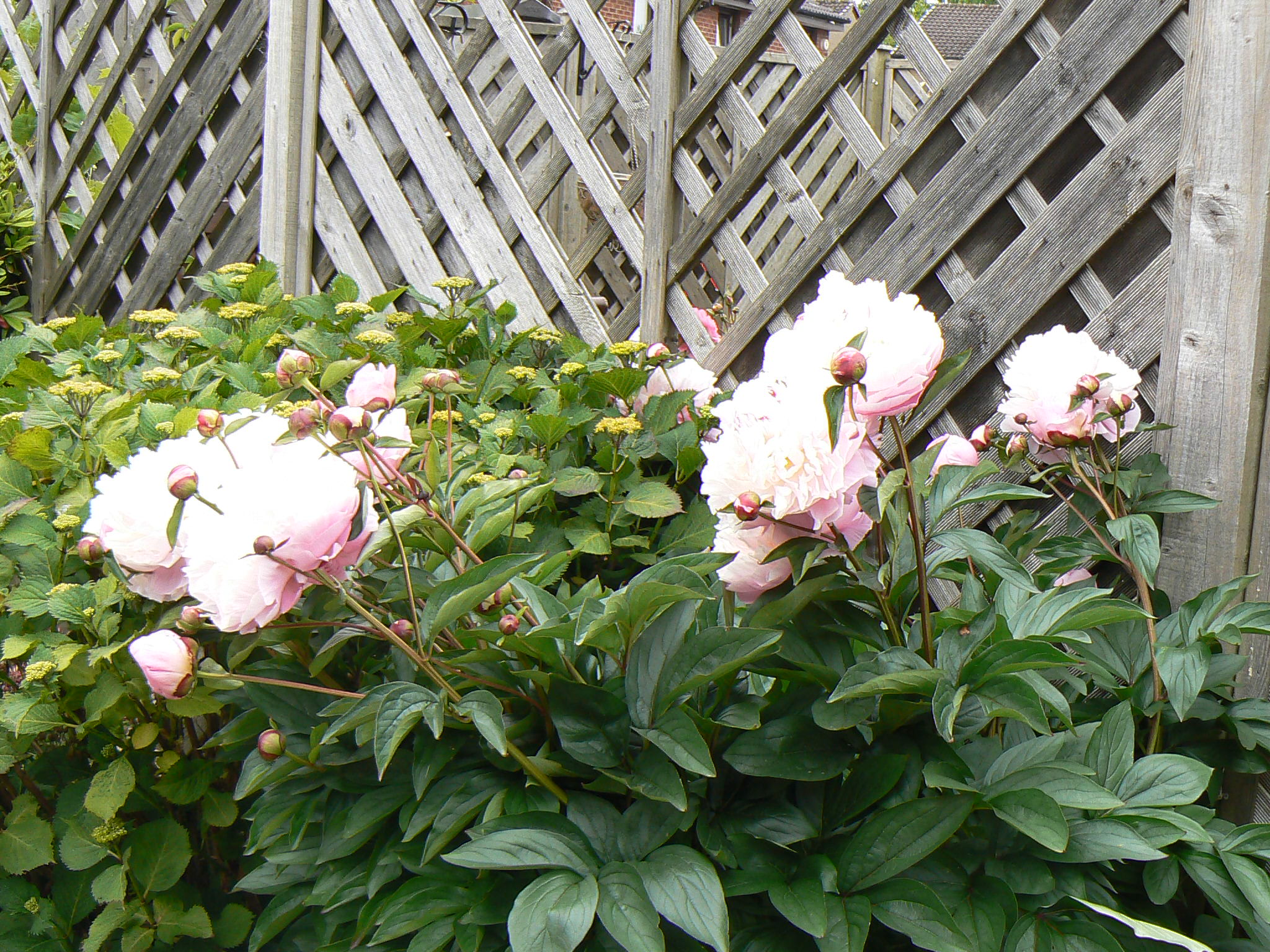 P1100325.JPG
