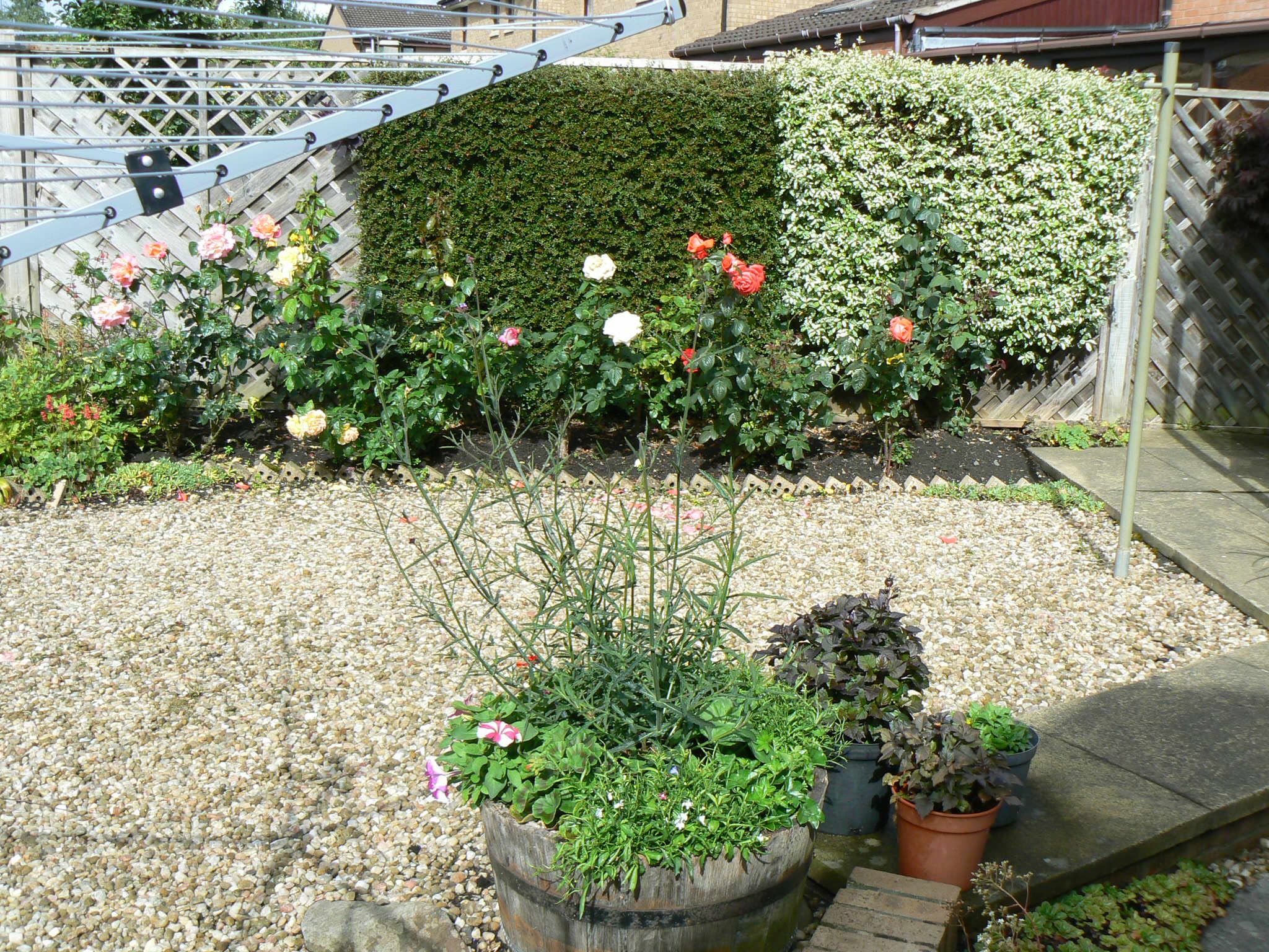 P1100353.JPG