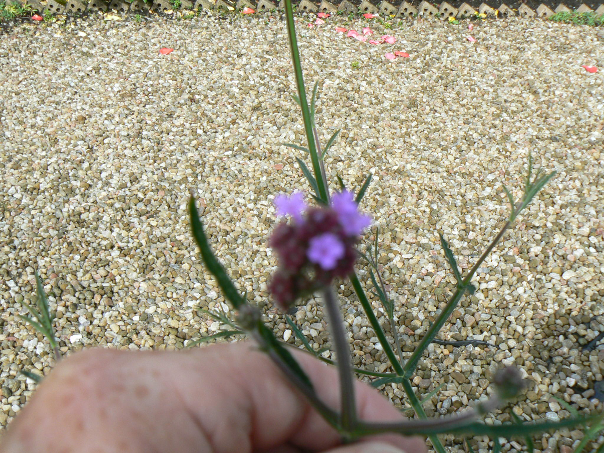 P1100355.JPG