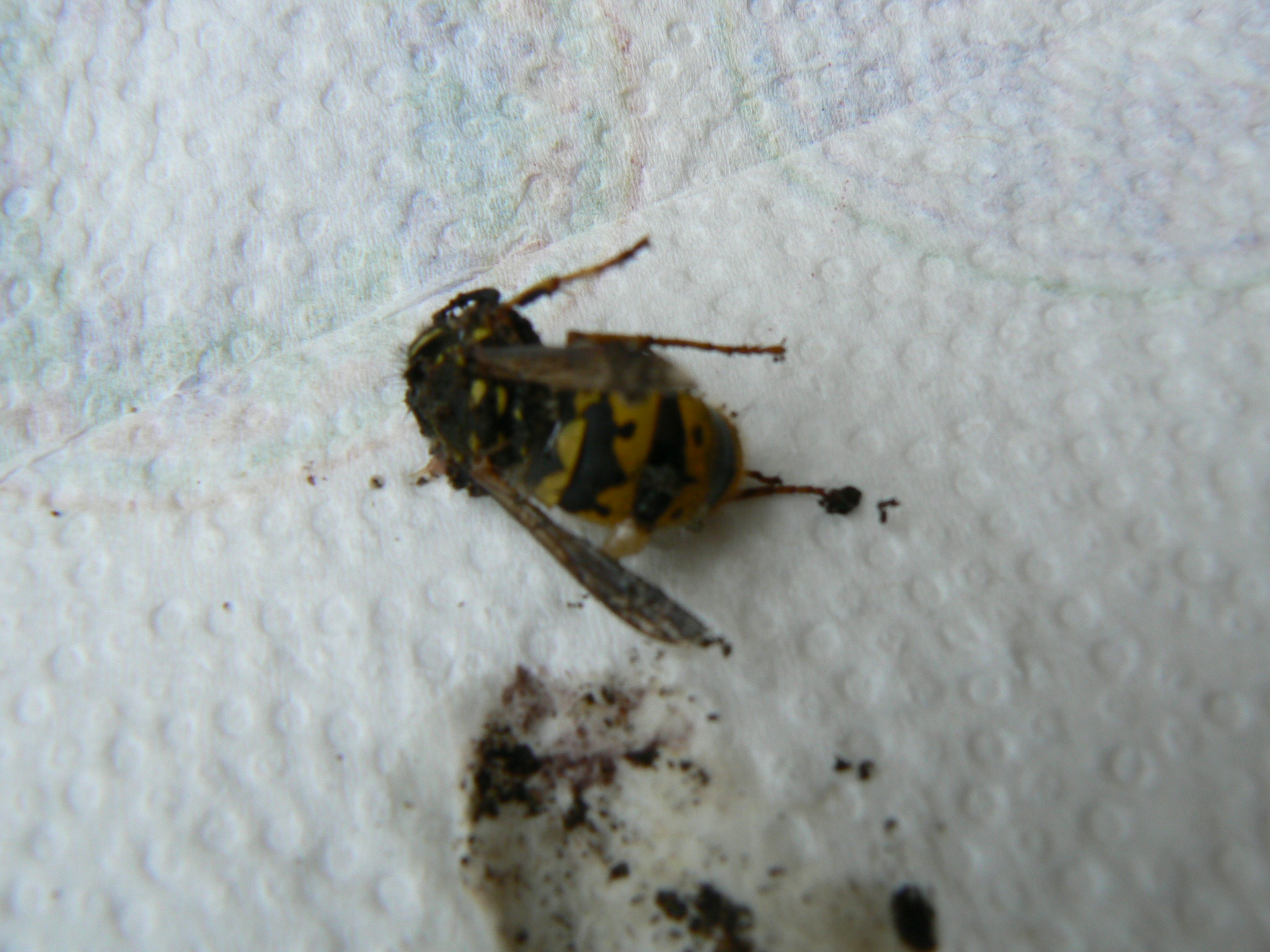 P1100774.JPG