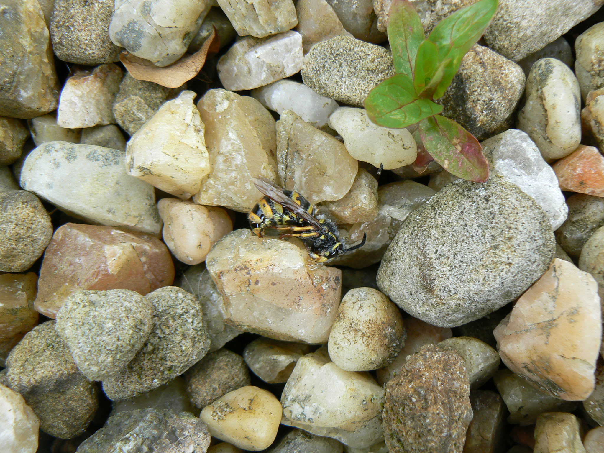 P1100775.JPG