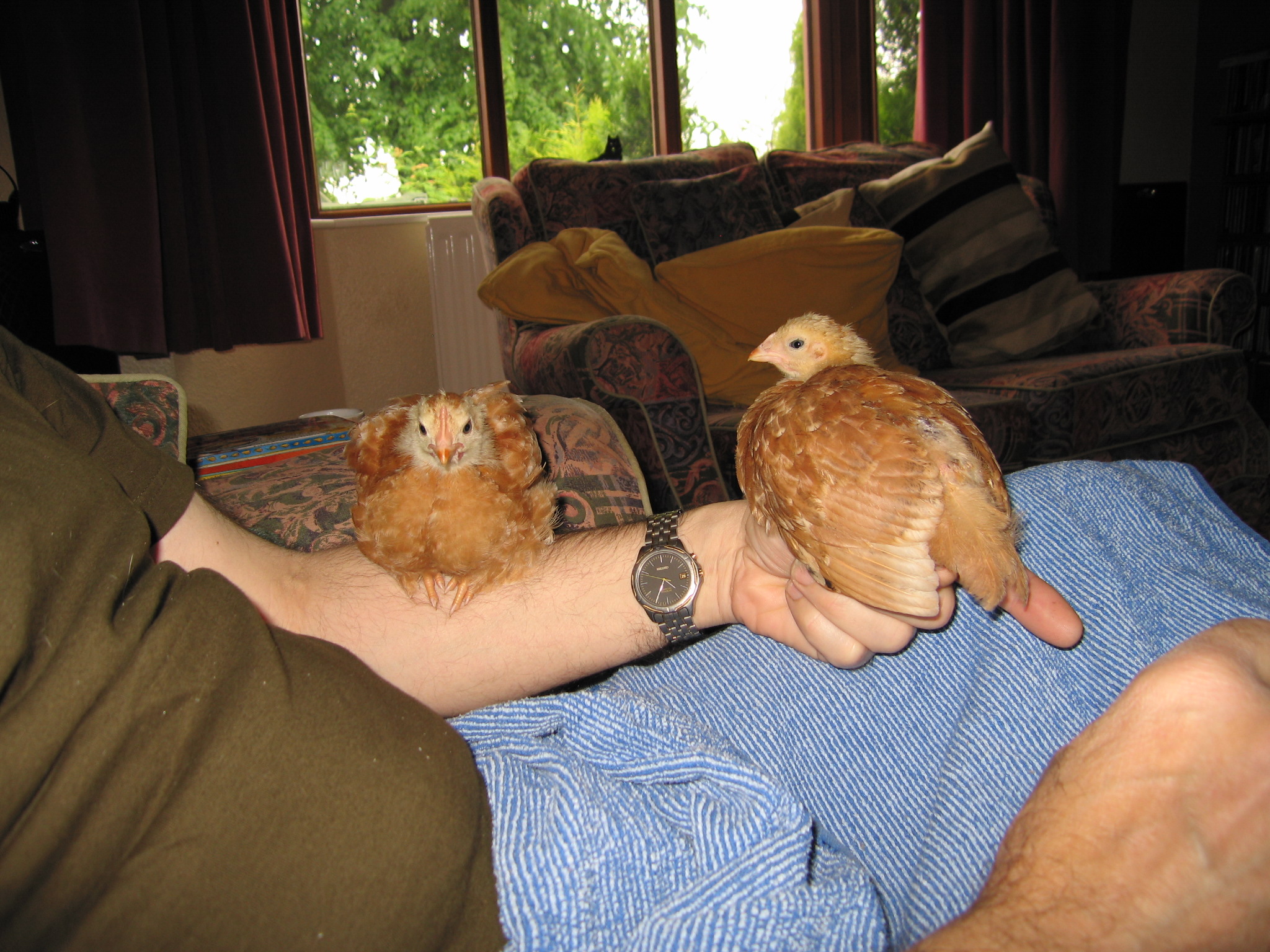2 x 6 week old  New Hampshire Reds