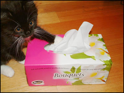all-you-need-for-a-kitten-tissue