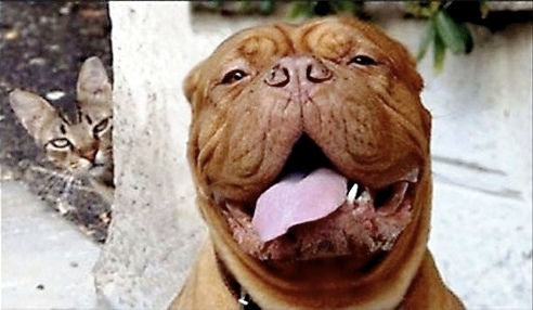 animal11