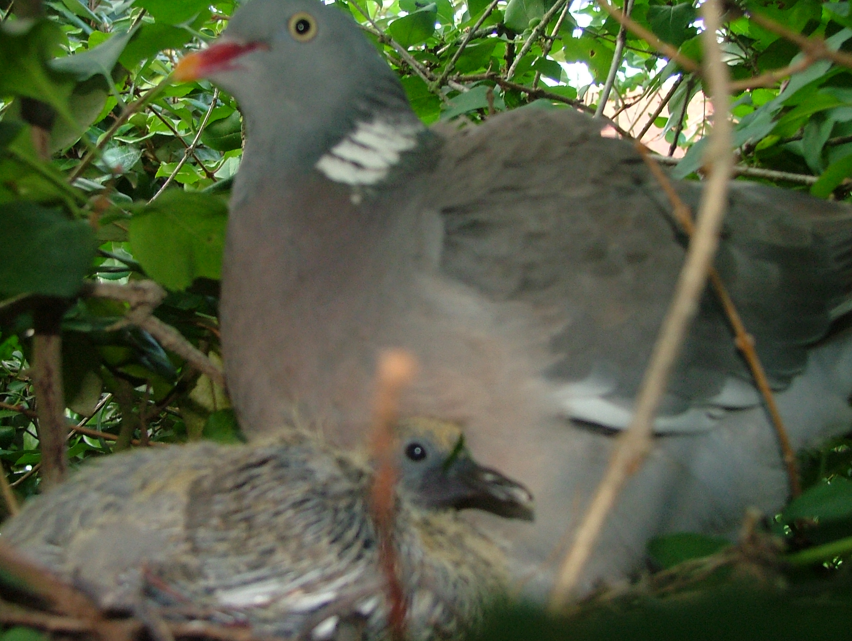 baby pigeon and mum