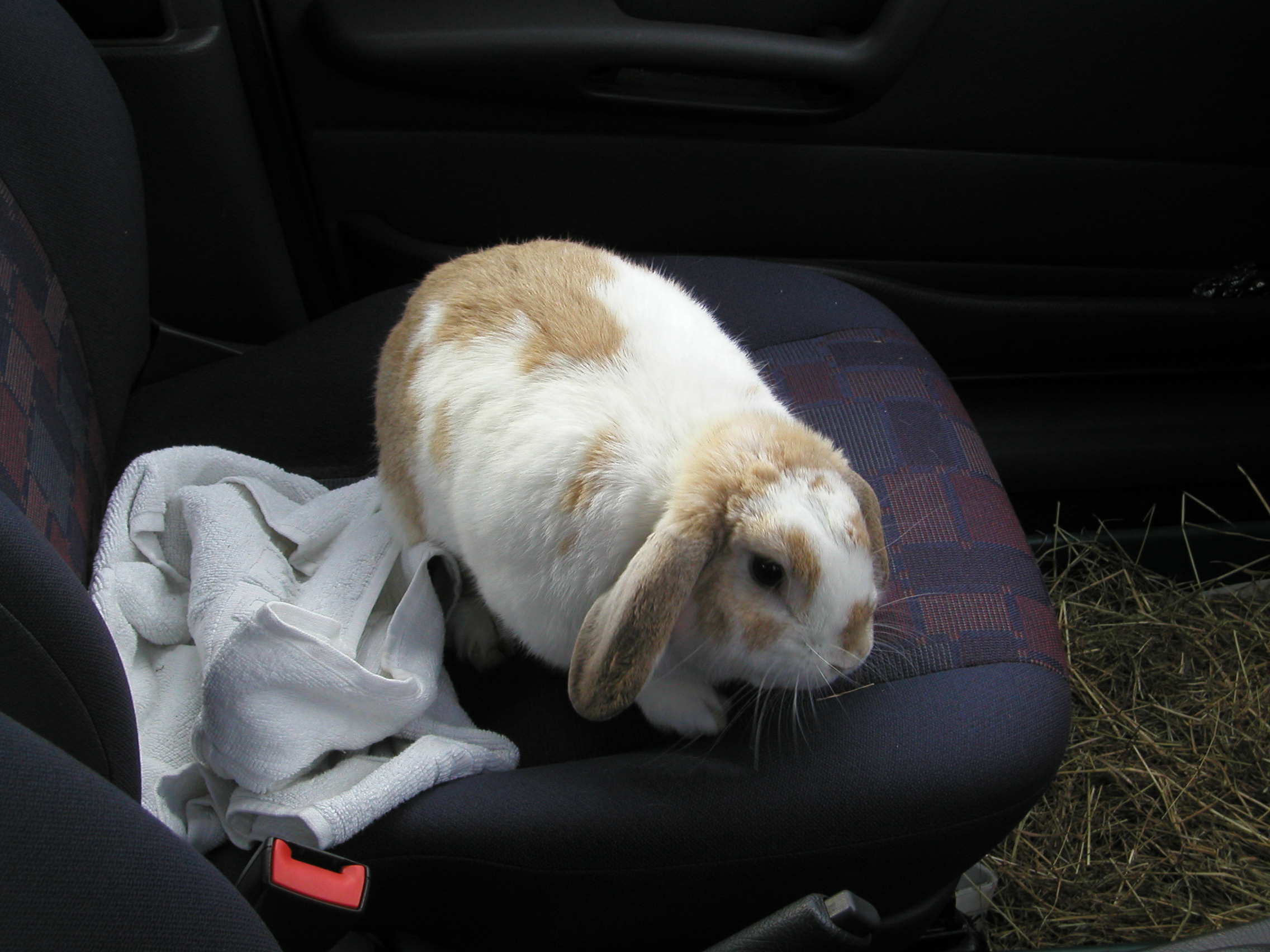 Binki in Dave's car :D
