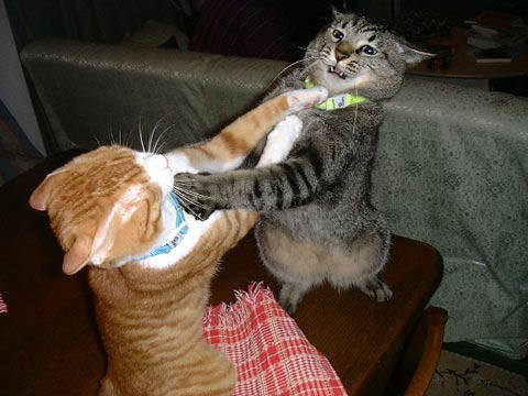 cats_fighting_102006