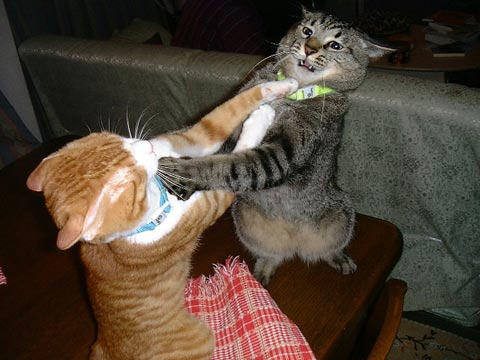 cats_fighting_102006.jpg