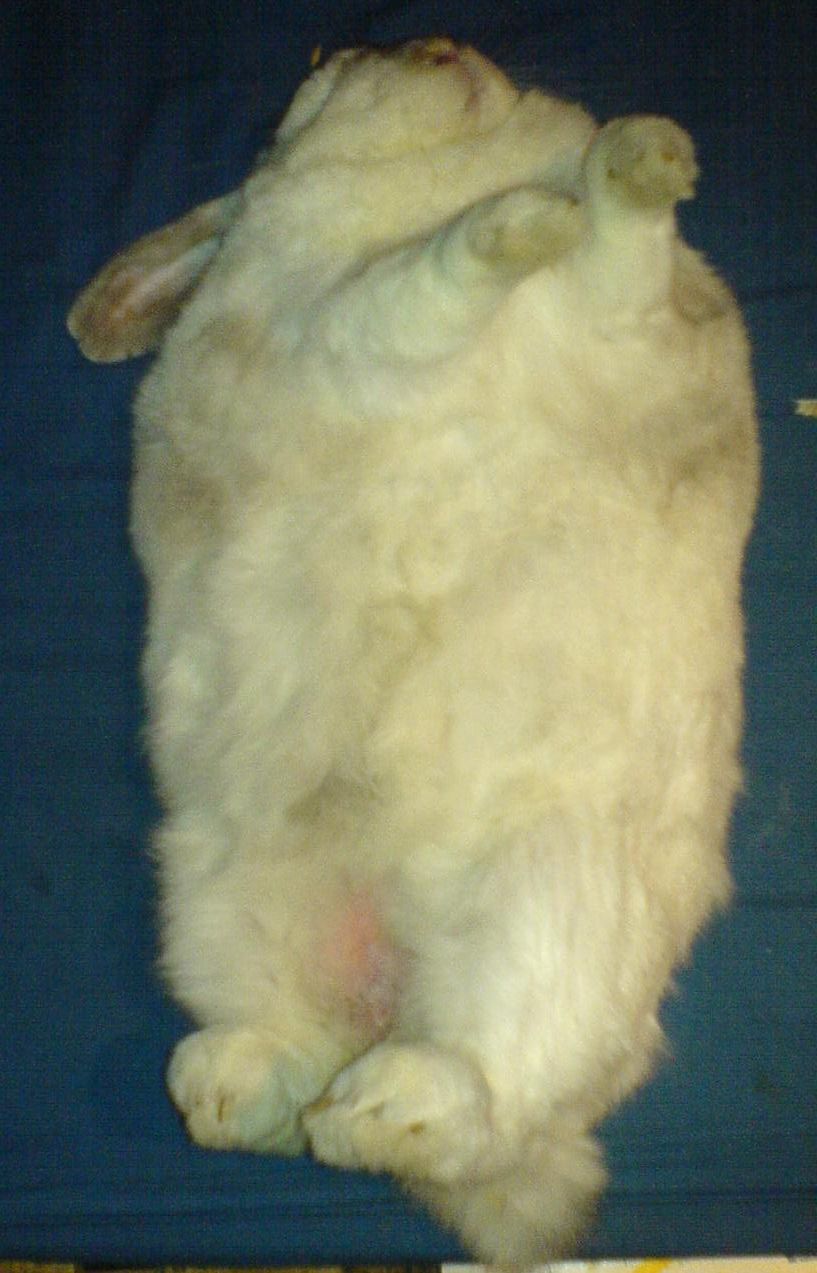 fat_patch.JPG