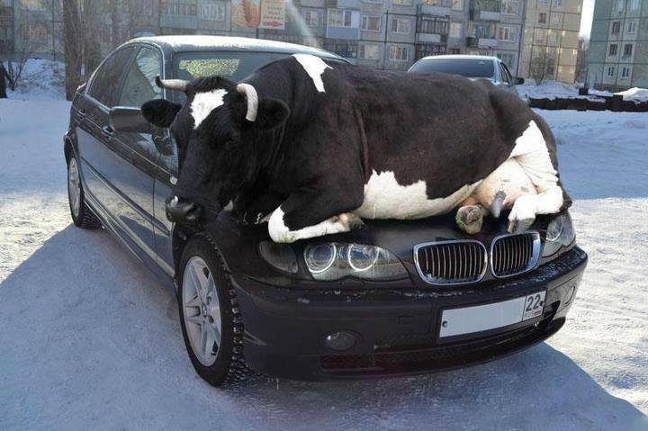 Do not deploy any animals.
