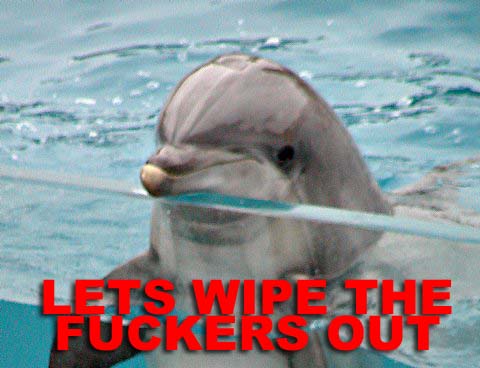 dolphin