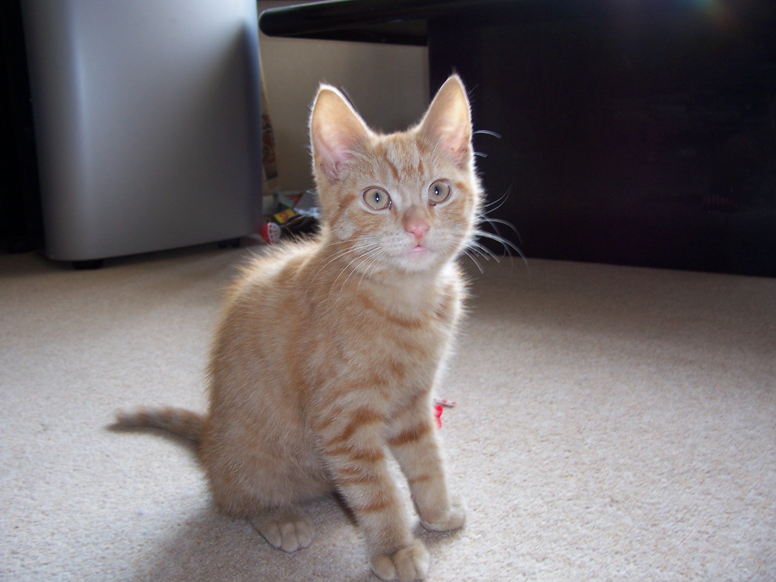 Dougal