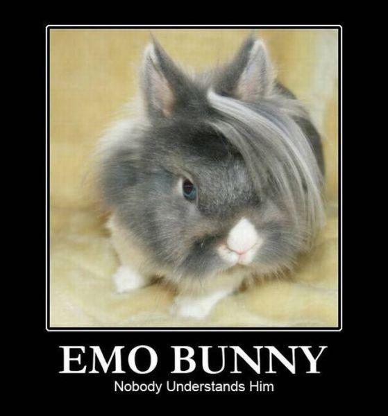 emo_bunny