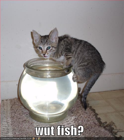 funny-pictures-cat-drinks-fishbowl