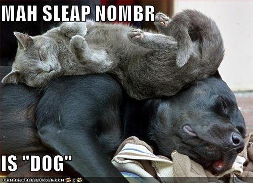funny-pictures-cat-sleeps-dog-bed