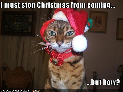 funny-pictures-cat-stops-christmas