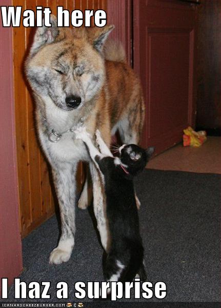 funny-pictures-cat-stops-dog-hallway