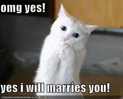 funny-pictures-excited-proposal-cat
