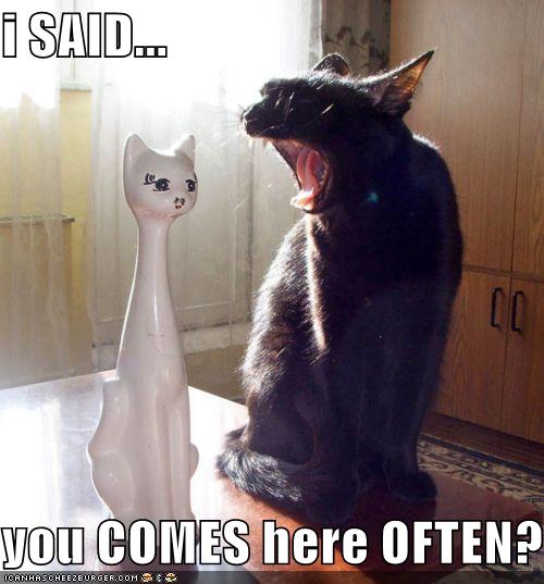 funny-pictures-loud-cat-pickup-line
