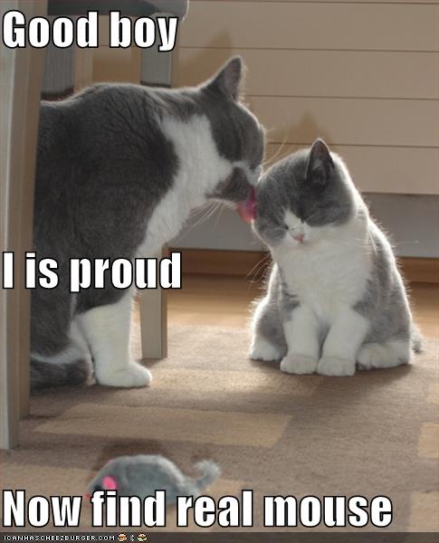 funny-pictures-proud-parent-cat-kitten