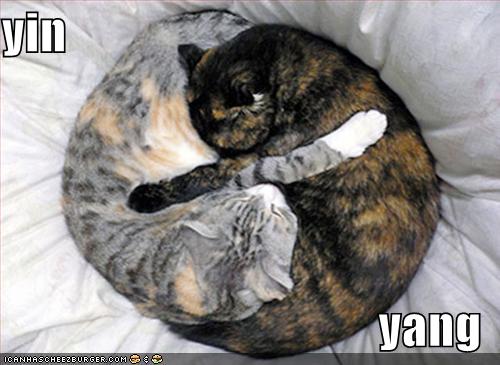 funny-pictures-yin-yang-cats