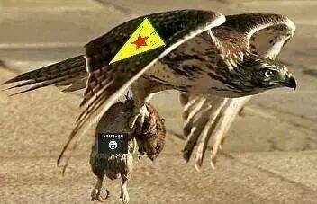 kurd eagle isis rat