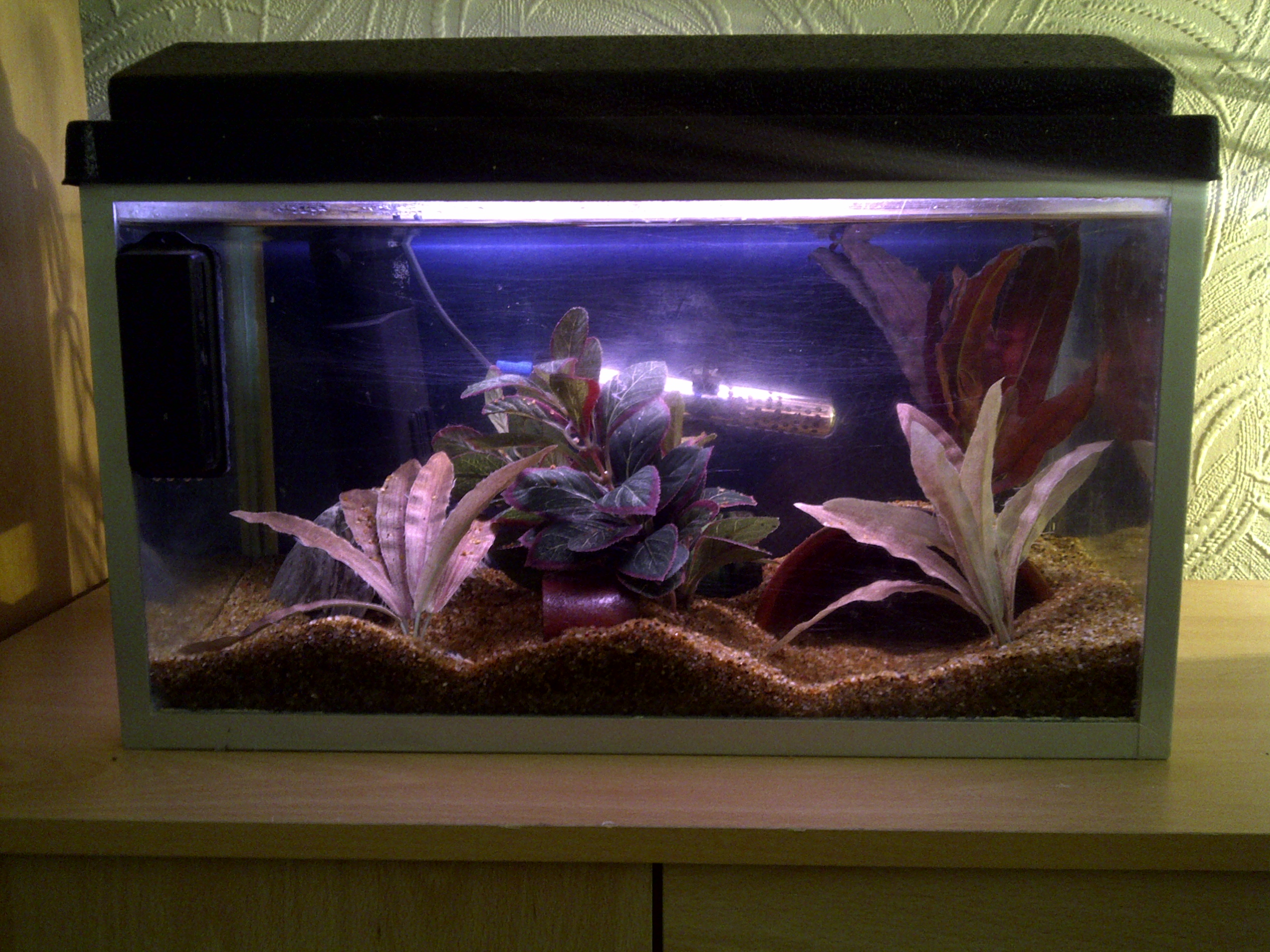 Little Fish Tank