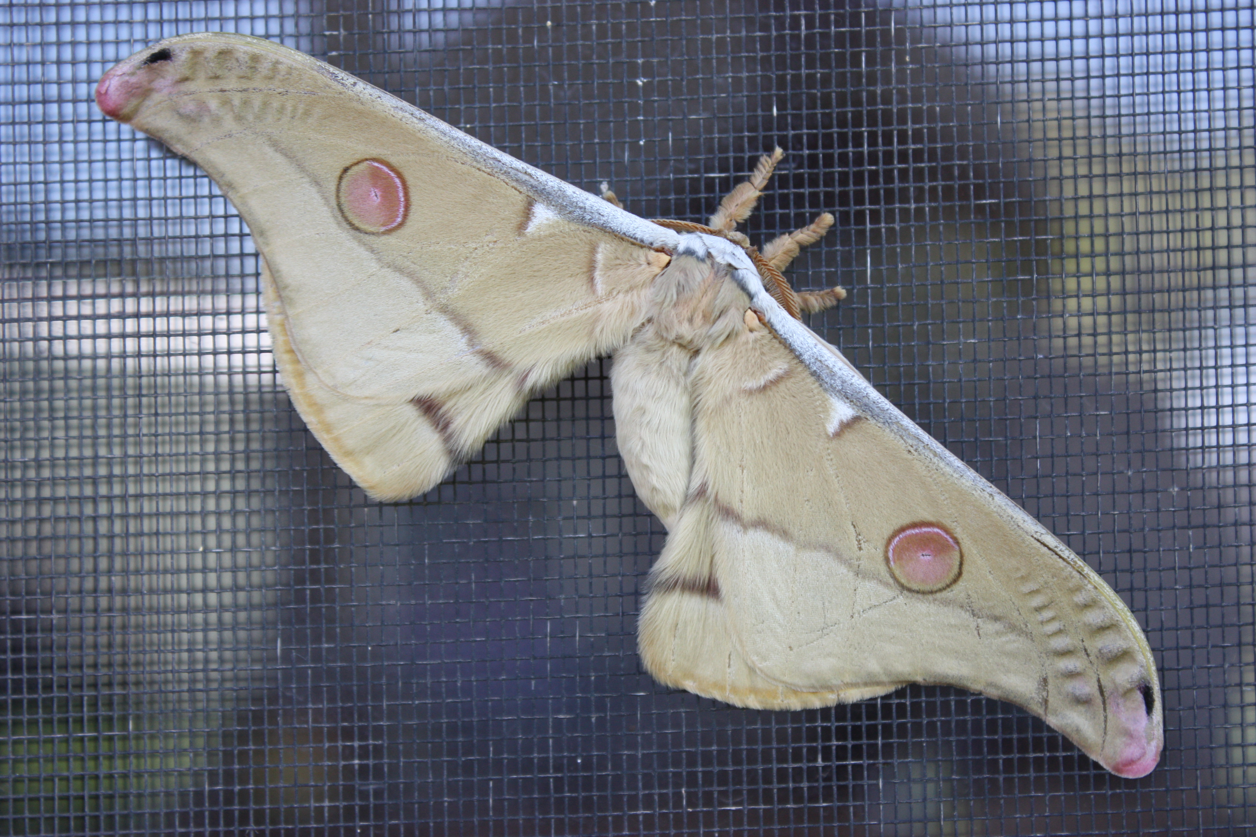 Moth 1