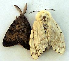 moths