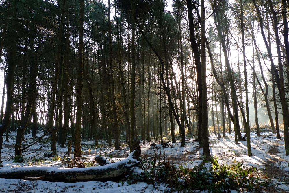 Snow